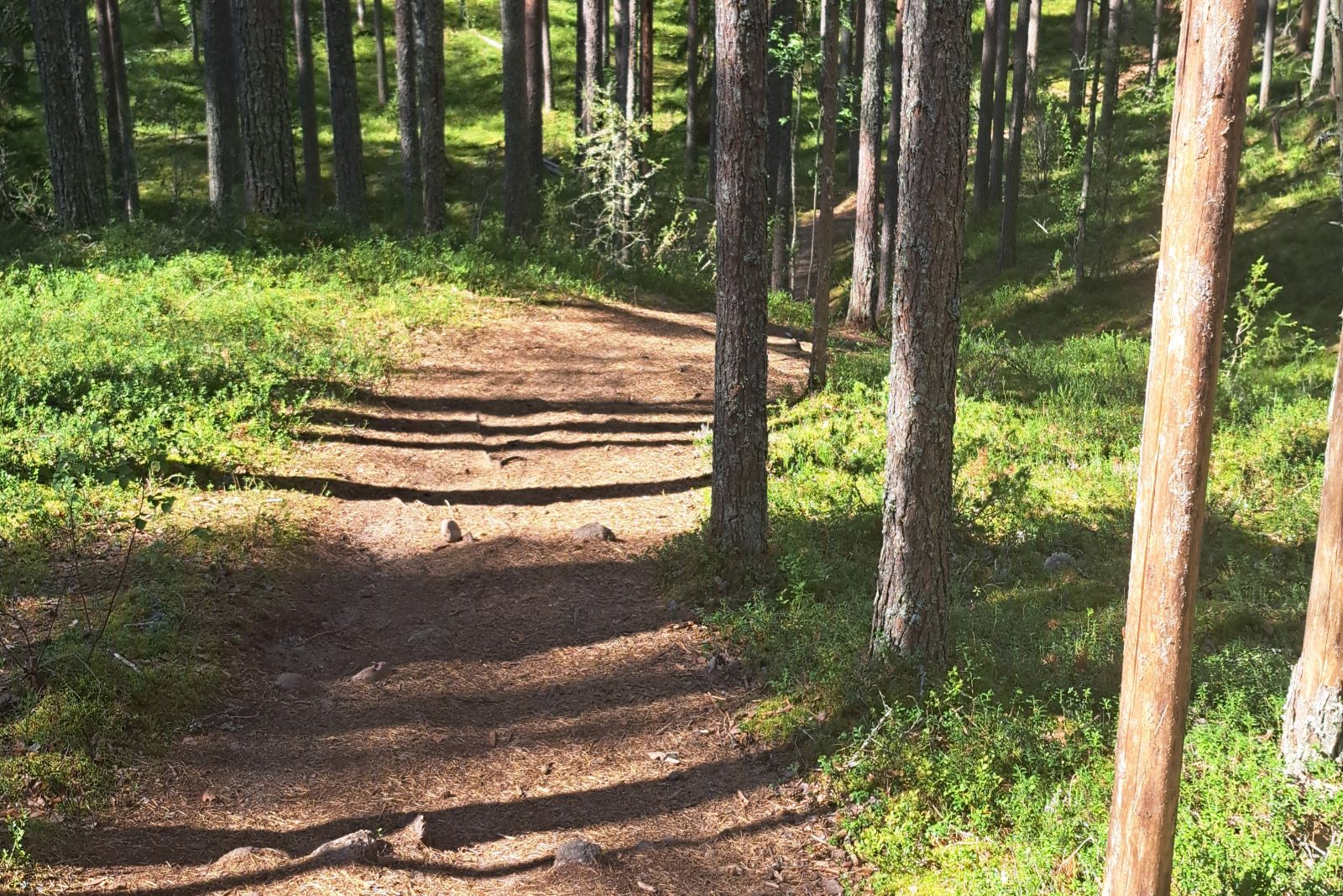 Das Licht in dem Schatten